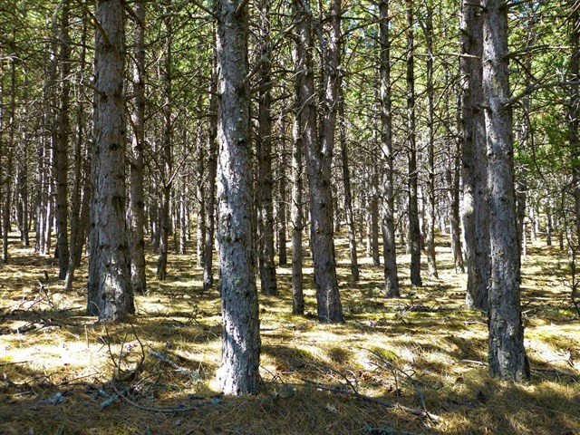 Bosque piñeiros