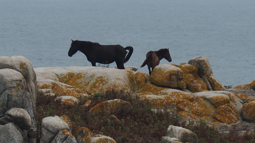 Cabalos cabalos illa de salvase roteiros galegos
