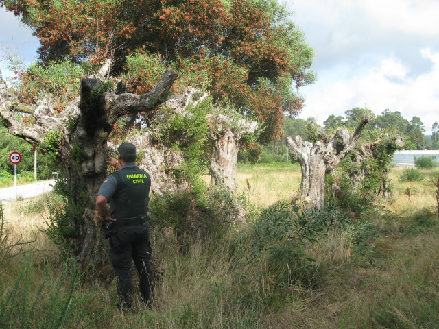 Investigados dous veciños de Meis (Pontevedra) pola subtracción de 7 oliveiras centenarias en Vilagarcía.