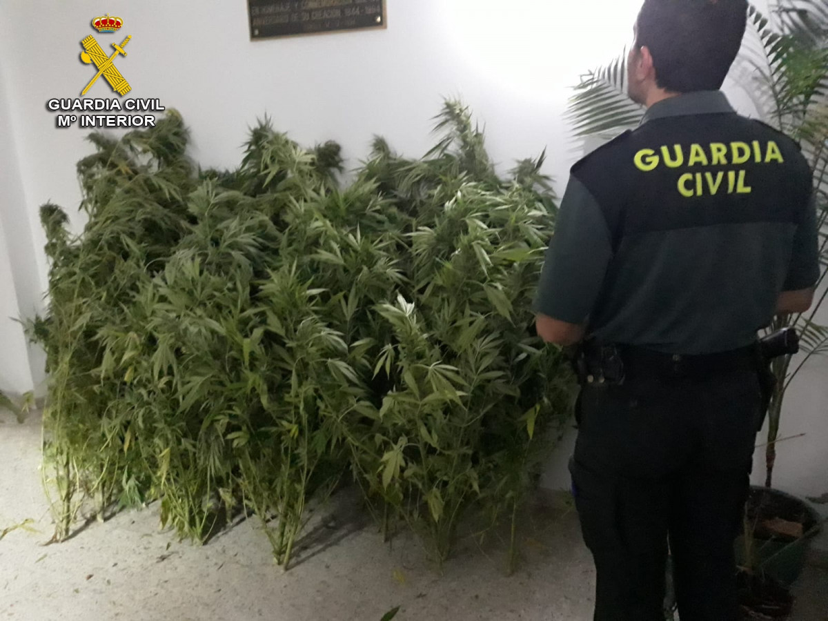 Detido un veciño de Covelo (Pontevedra) e intervidas 28 plantas de marihuana.