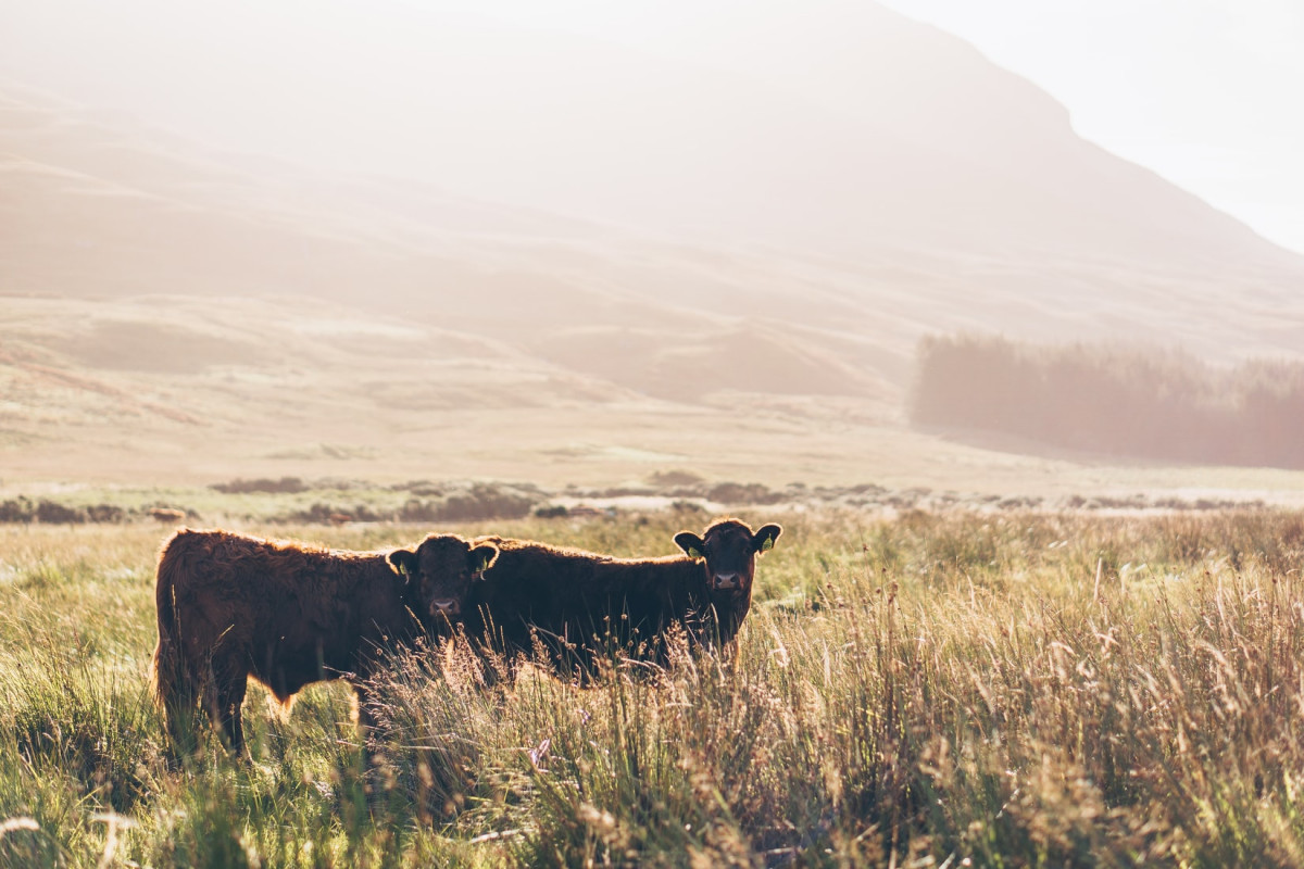 Vacas nun campo de Escocia