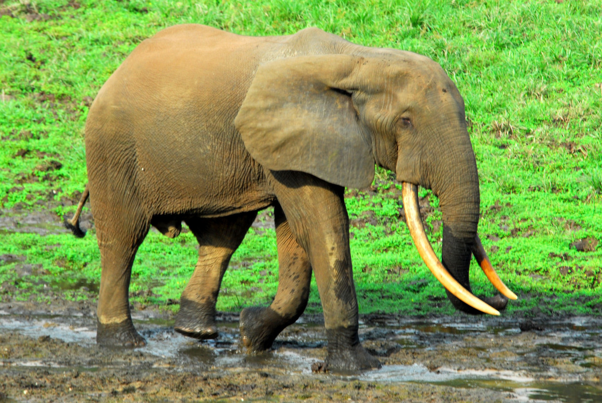 Exemplar de elefante de bosque africano, declarado en 