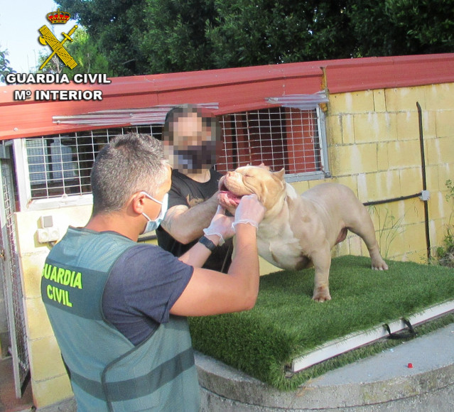A Garda Civil recupera en Vigo dous cans que foran roubados en Sanxenxo (Pontevedra).