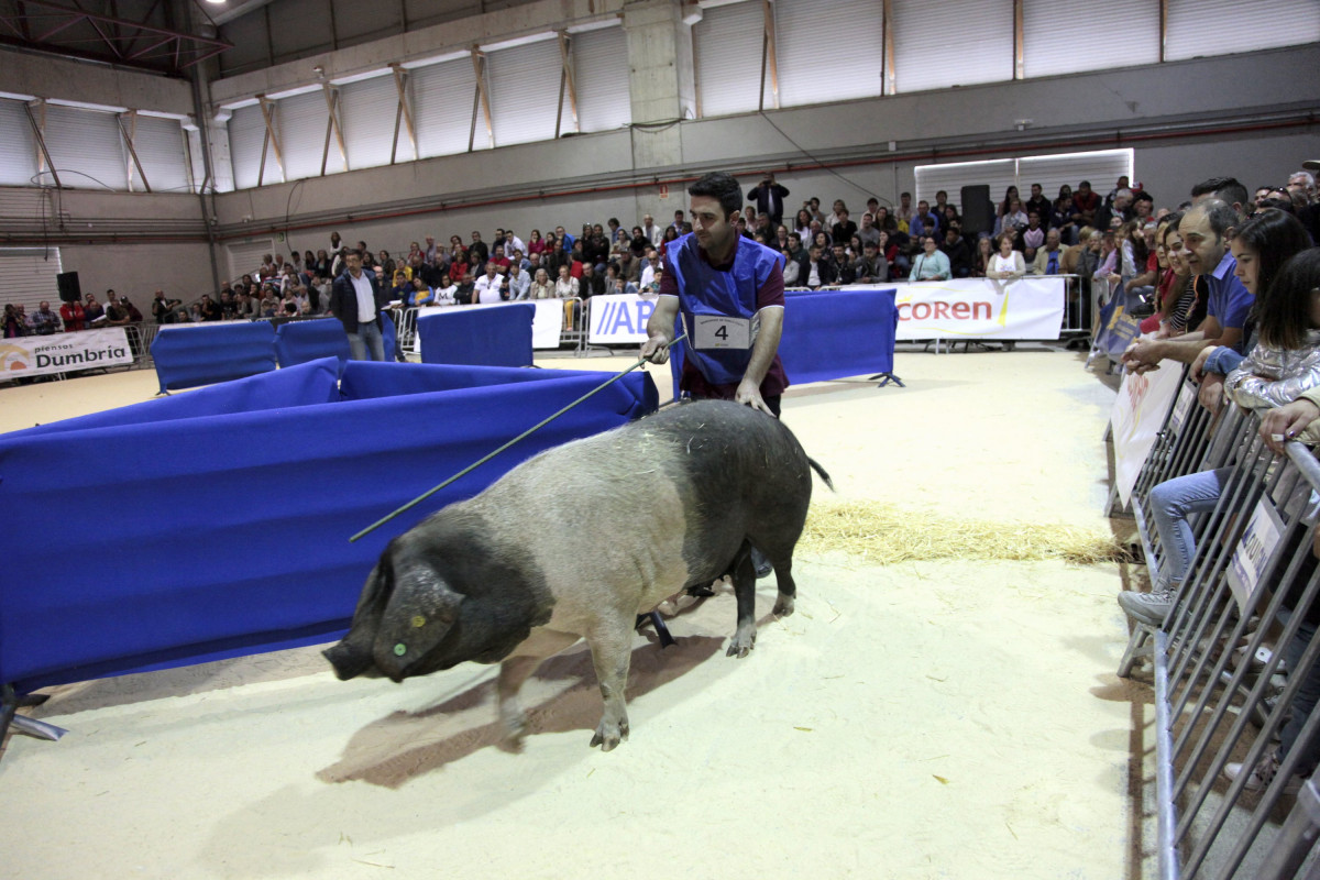 Participantes non II Concurso Nacional de Manexo de Porco Celta