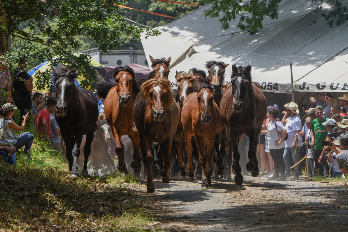 Archivo - Varios caballos durante la Rapa das Bestas 2022, a 3 de julio de 2022, en Sabucedo, Pontevedra, Galicia (España).