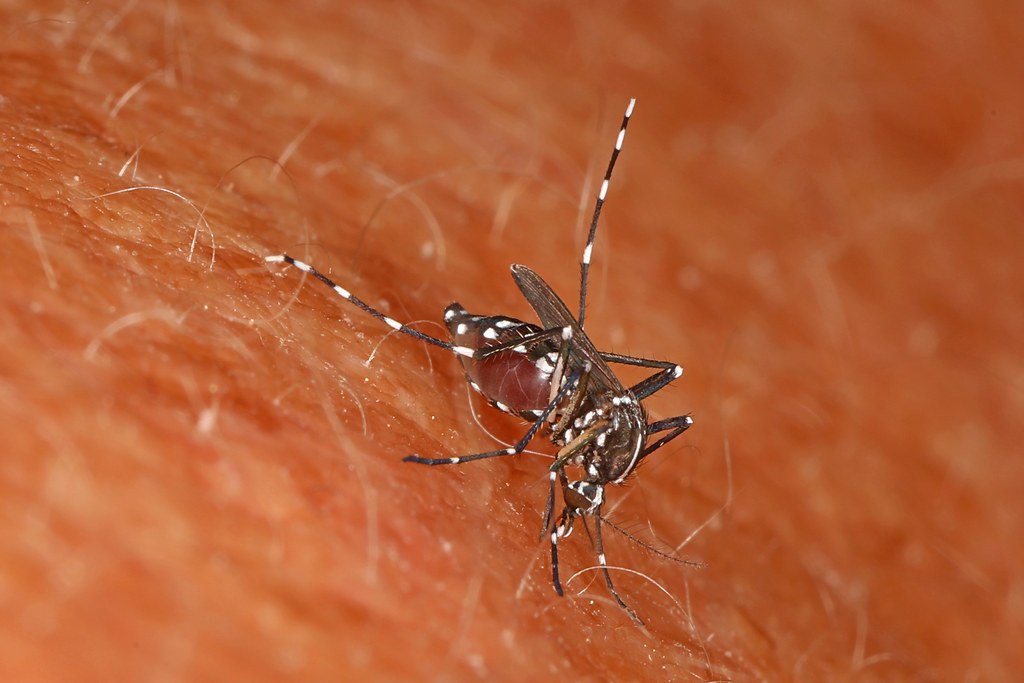 Mosquito tigre en una foto de Judy Gallagher publicada bajo CC BY 2.0