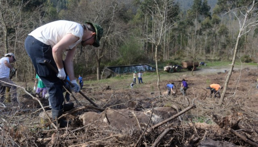 Brigadaseucaliptobarbanzaverdegaia2