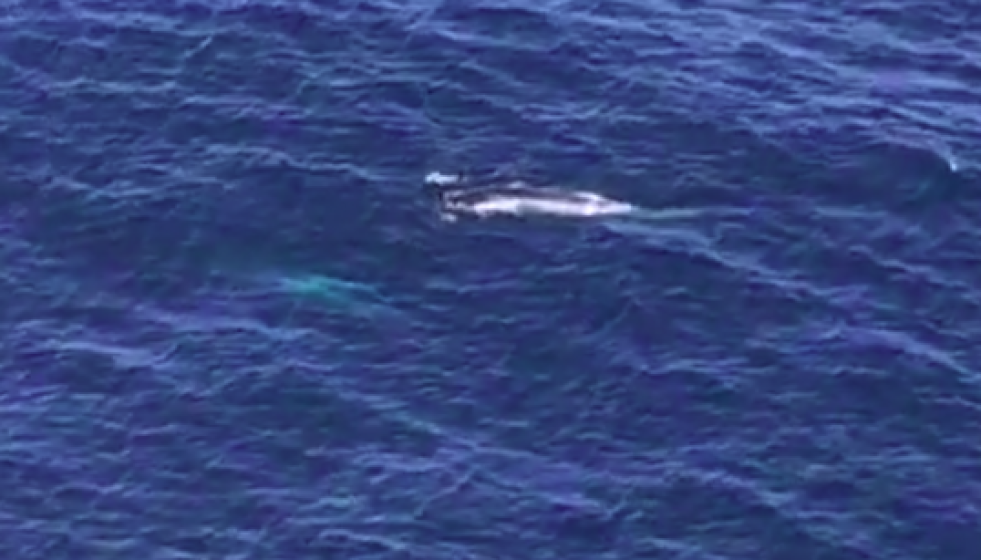 Ballena