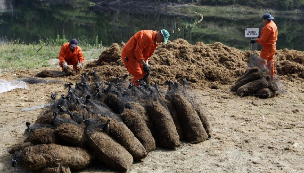 Econrocaldasumia110711caldas2