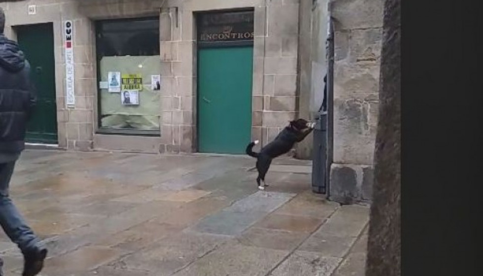 PERROPAPELERASANTIAGO