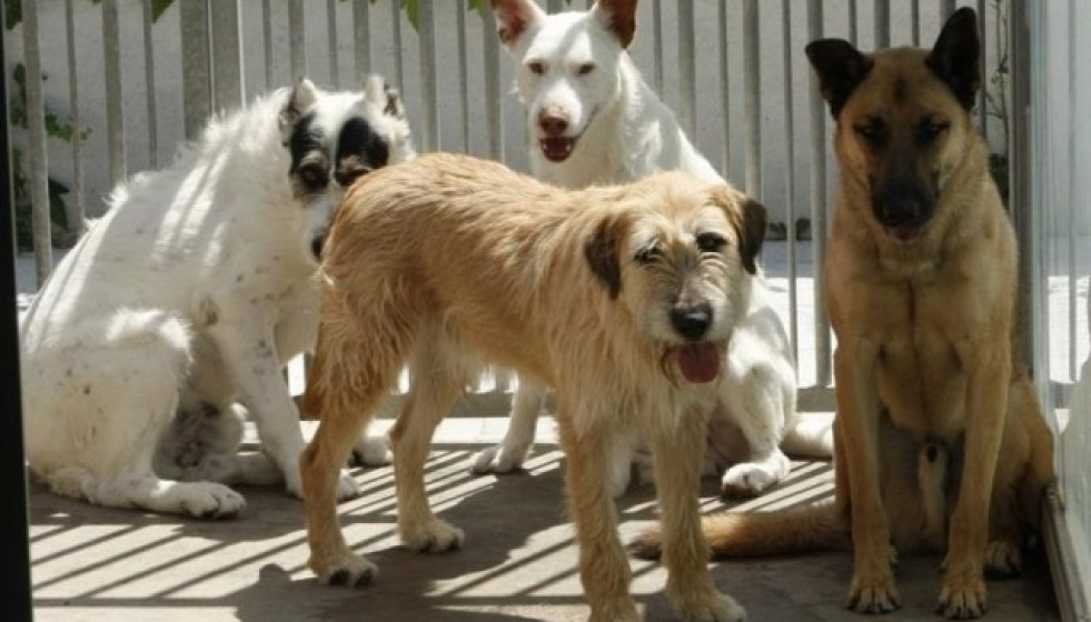 Perrosabandonadosrefugio