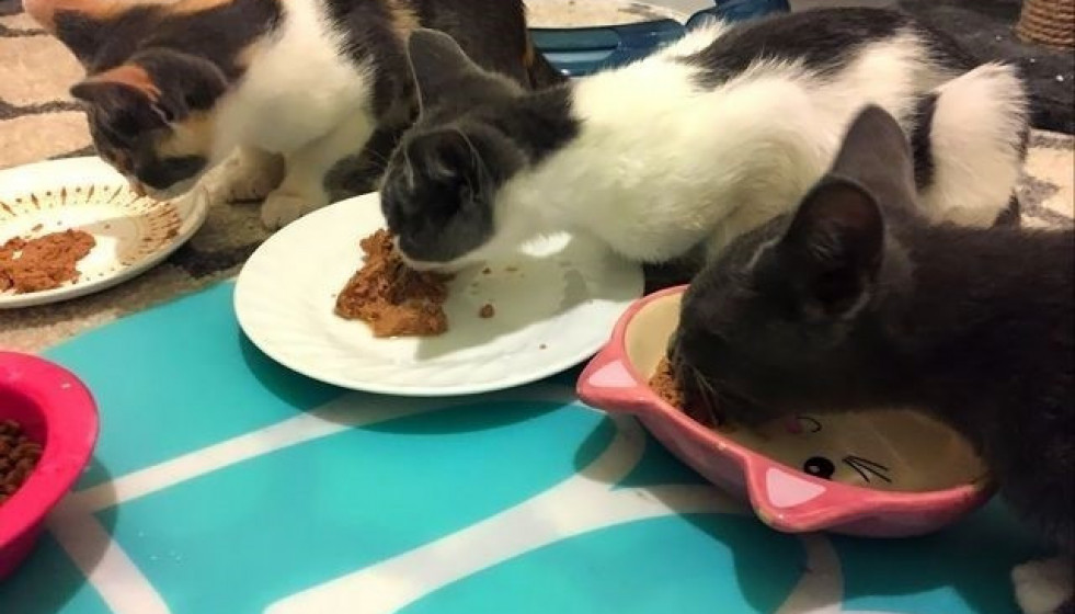 Gatos