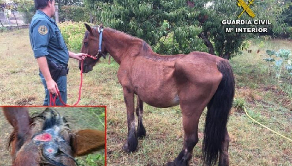 Caballomaltratadomelide