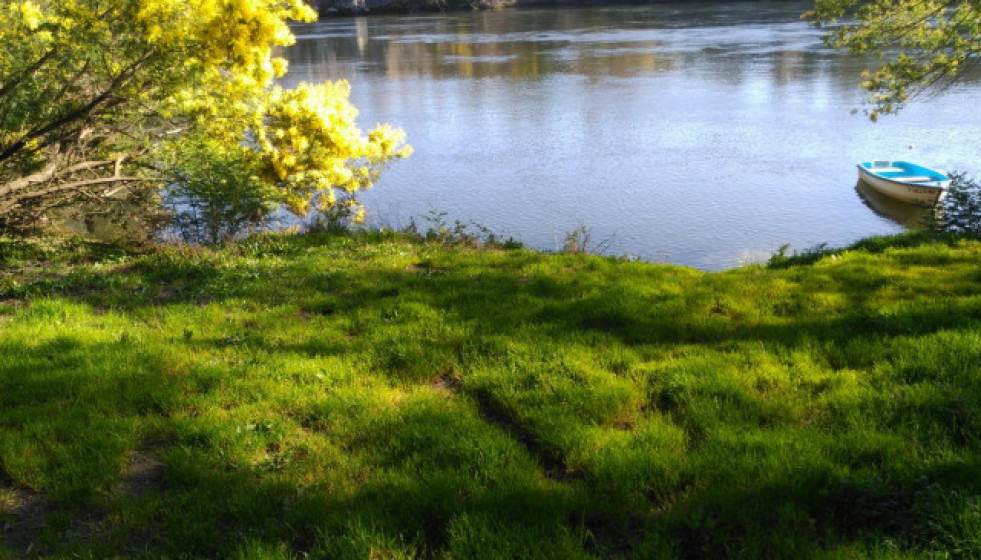 Mimosasaorillasdelmio