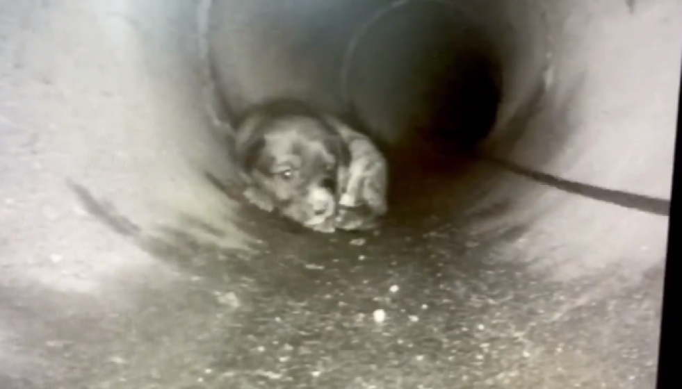 Cachorritoalcantarilla