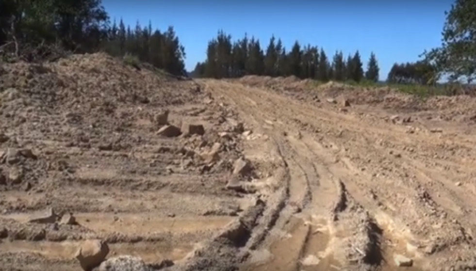 Greenaliadenunciaarcoiris