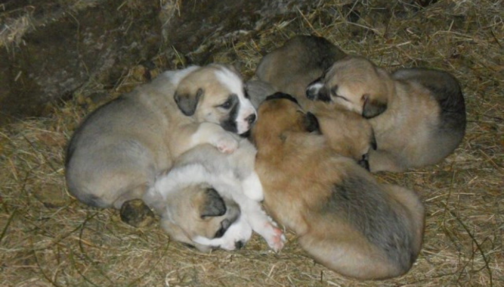 Cachorrosmastin