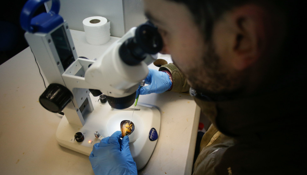 Ribadeo, Lugo. Daniel Prieto, biólogo de la cofradía de pescadores de Ribadeo, Lugo, encontró el mes pasado el primer ejemplar de planaria 