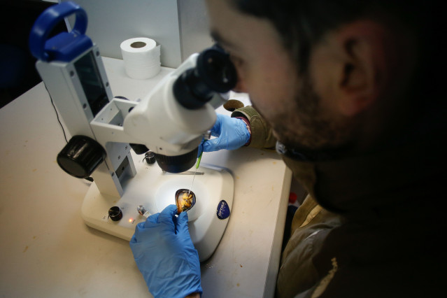 Ribadeo, Lugo. Daniel Prieto, biólogo de la cofradía de pescadores de Ribadeo, Lugo, encontró el mes pasado el primer ejemplar de planaria 