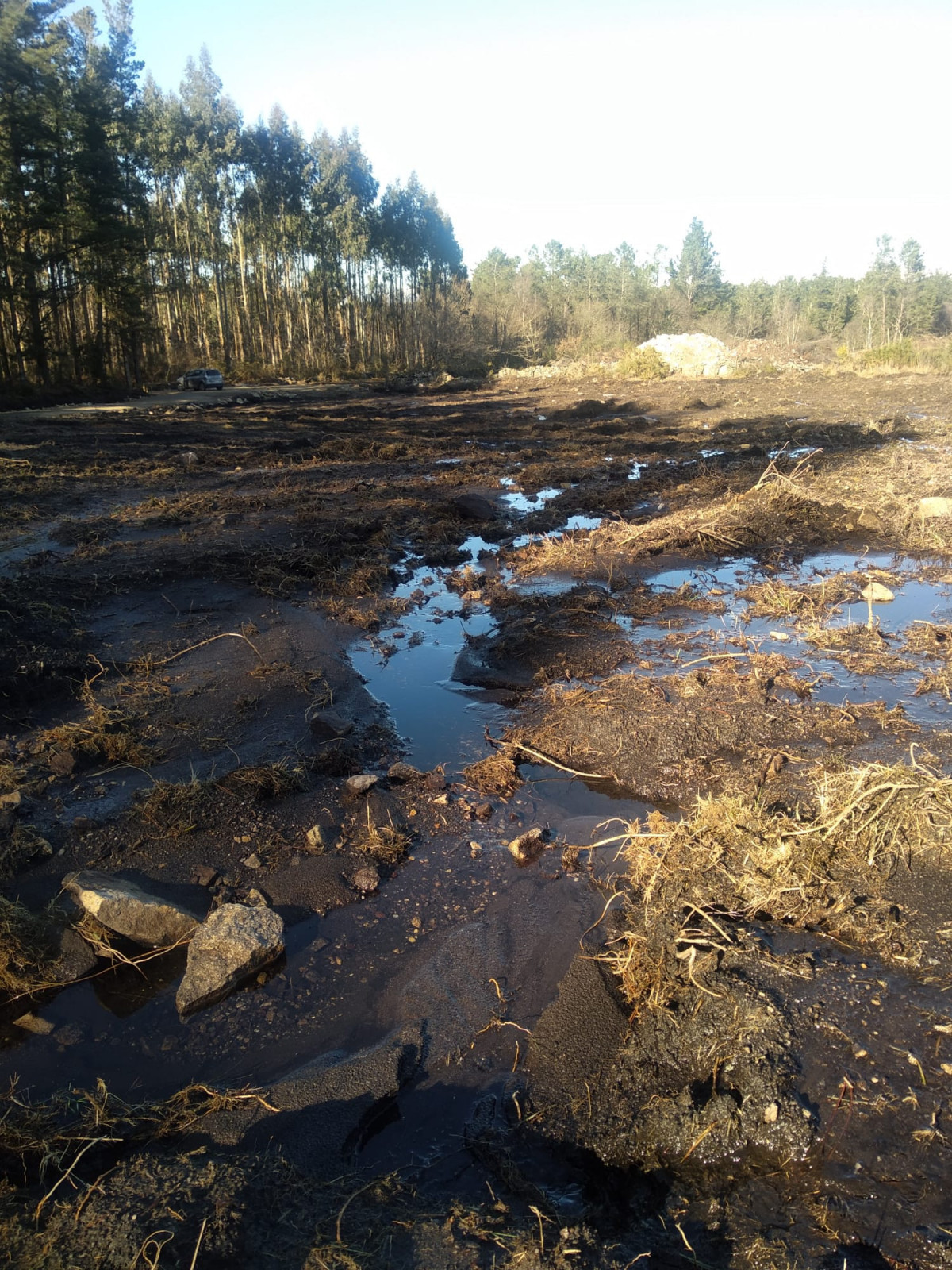 Parcela en donde se pretende instalar la granja de cerdos en Friol