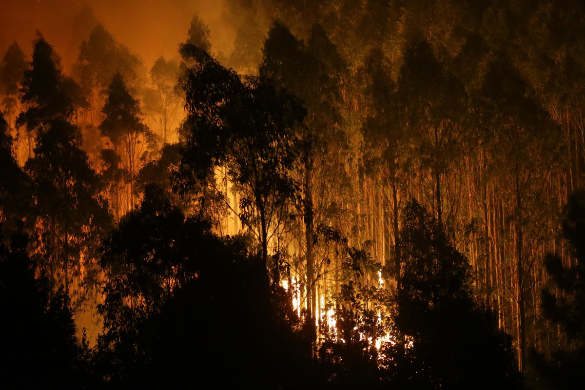 Archivo - Árboles de eucalipto arden durante el incendio, a 12 de octubre de 2023, en Vidal, Trabada, Lugo, Galicia (España). La proximidad del incendio a núcleos de población ha obligado a declar