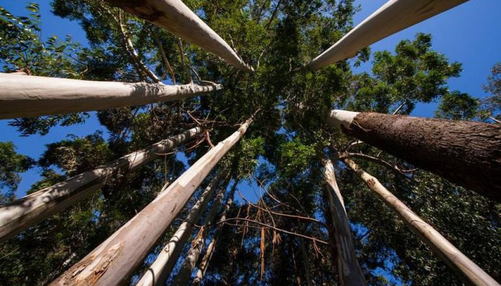 Archivo - Eucaliptos