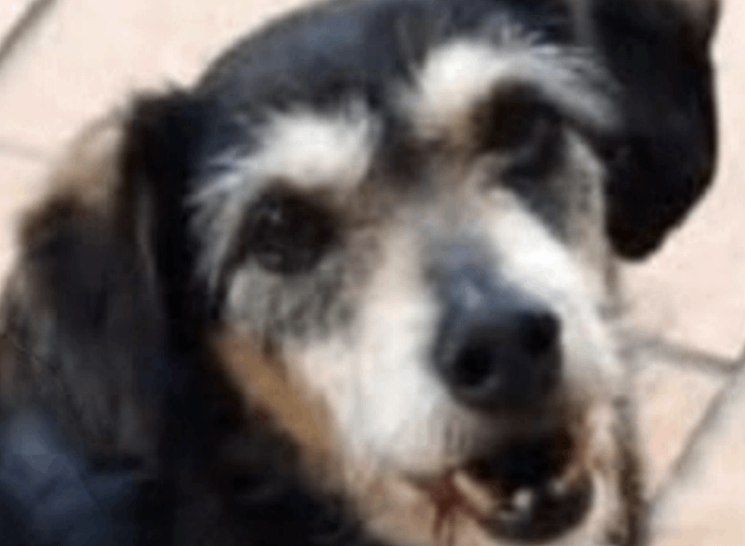 El perro flaco perdido en Vigo