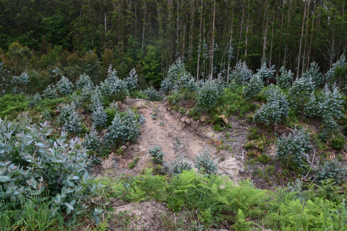 Plantación de eucaliptos que daña un castro en Alfoz