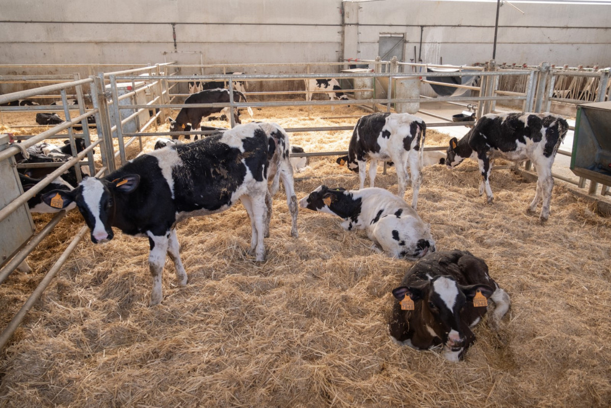 Vacas silleda xunta