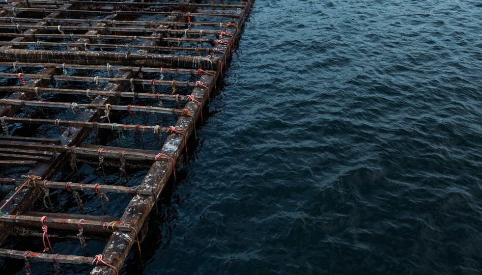 Archivo - Una batea para pescar mejillones, a 2 de septiembre, en Pontevedra, Galicia (España). La alta temperatura del agua, sin viento norte y el continuo desove del mejillón alarman a los 'bateei