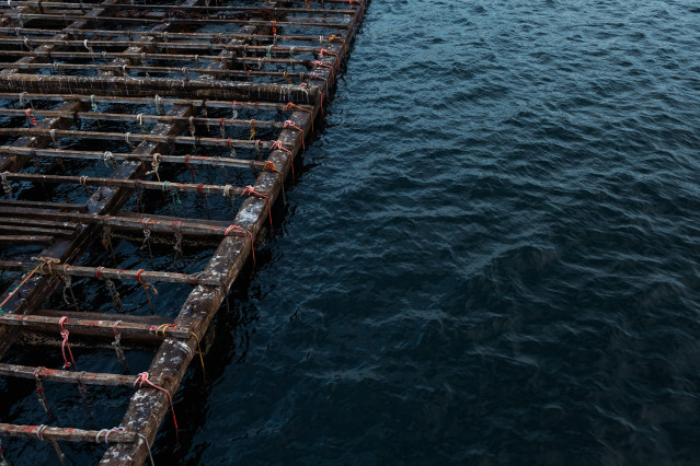 Archivo - Una batea para pescar mejillones, a 2 de septiembre, en Pontevedra, Galicia (España). La alta temperatura del agua, sin viento norte y el continuo desove del mejillón alarman a los 'bateeiros'. El sector explica que la concha tiene 