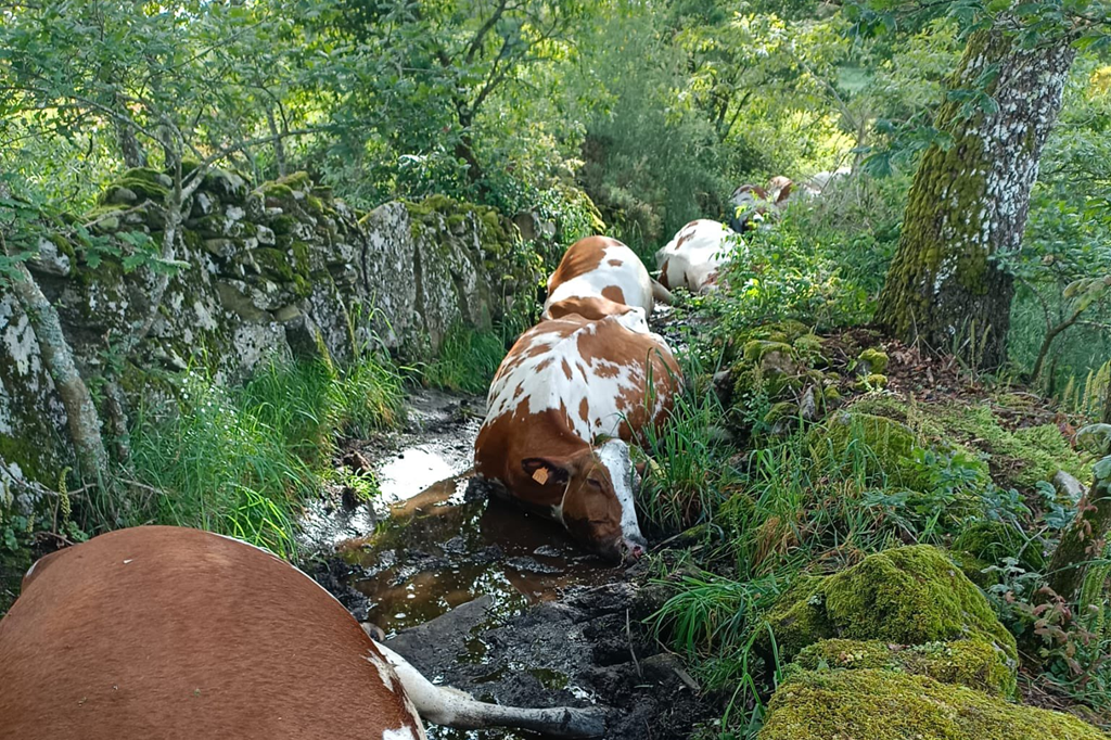 Vacas rodeiro