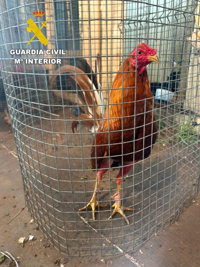 Uno de los gallos inacuatados en la operación Lecoq