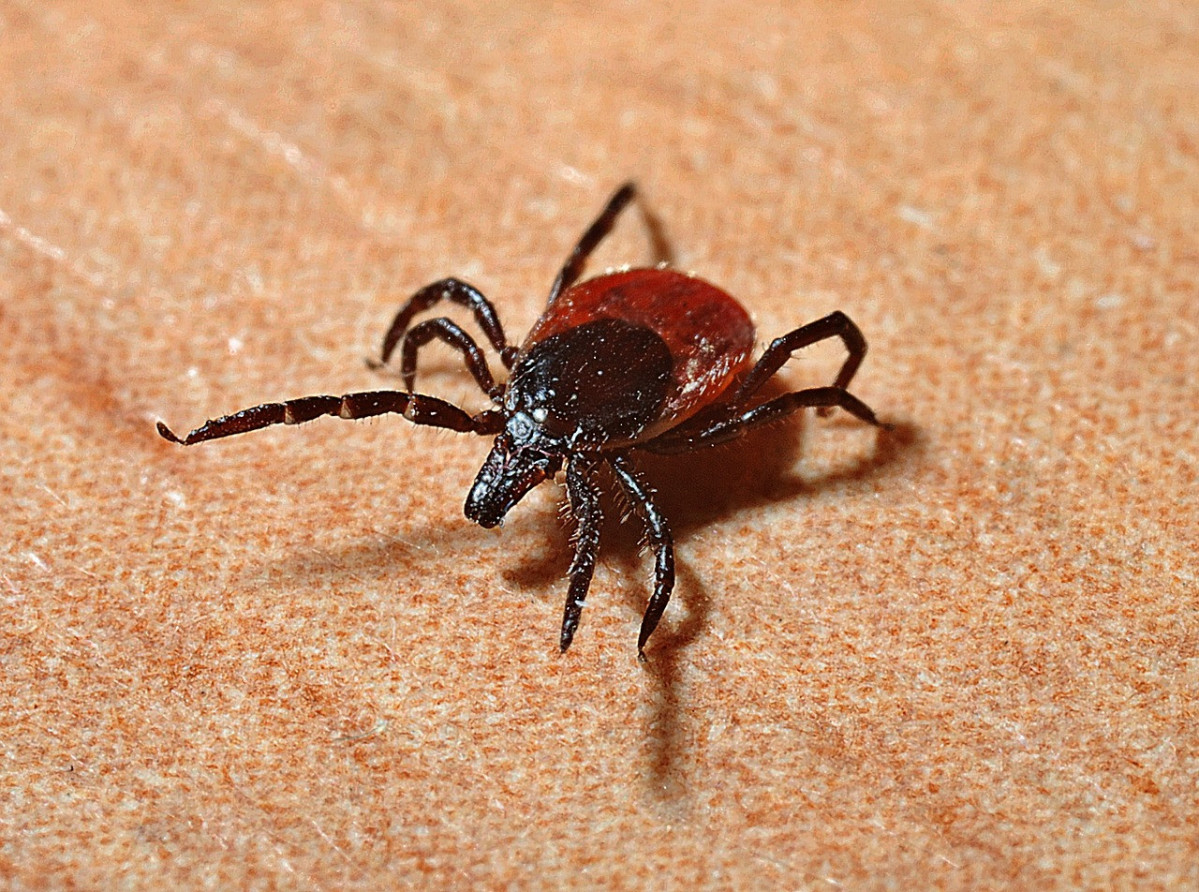 Garrapata