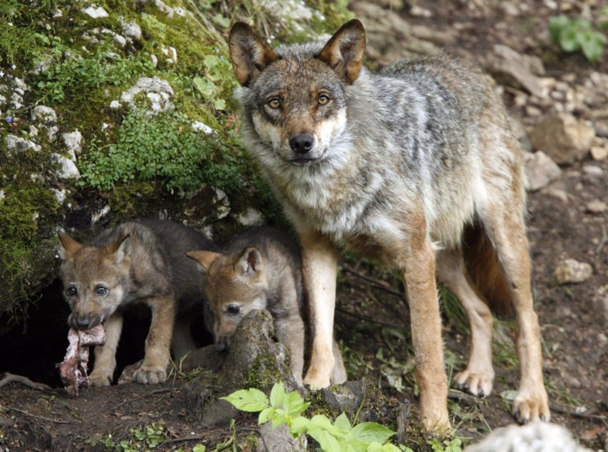 Lobo ibérico
