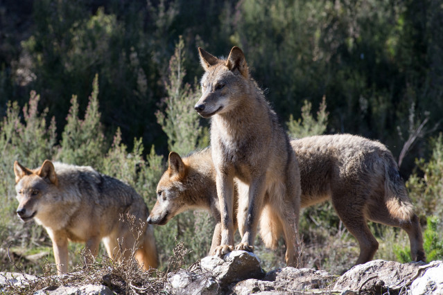 Archivo - Varios lobos ibéricos del Centro del Lobo Ibérico en localidad de Robledo de Sanabria, en plena Sierra de la Culebra (lugar de mayor concentración de este cánido en el Sur de Europa). El Centro alberga 11 ejemplares de este animal en situación d