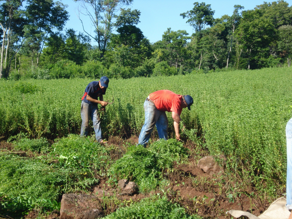 Cultivo de estevia