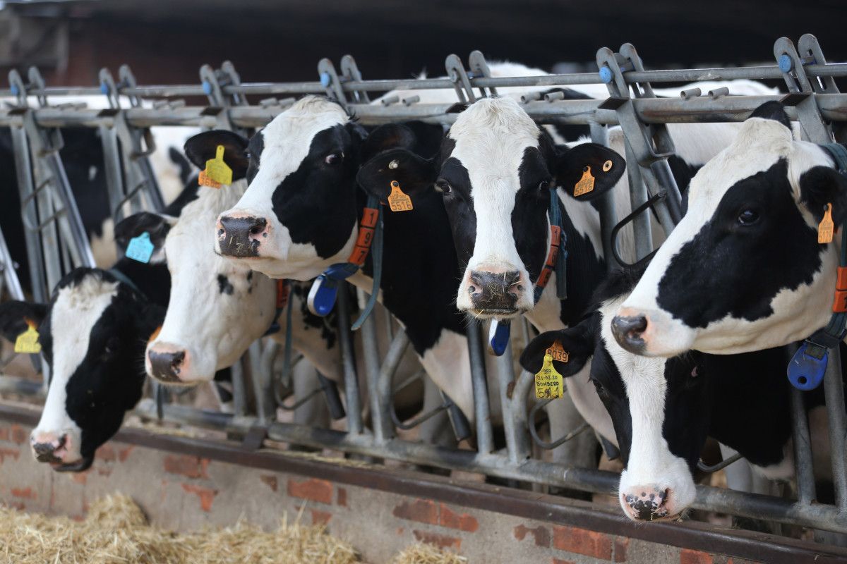 Archivo - Varias vacas lecheras, de la raza bovina frisona, comen pienso y cereales, en las instalaciones de la granja, Sociedad Agraria de Transformación (SAT) Hermanos Miguel, a 19 de marzo, en Tal