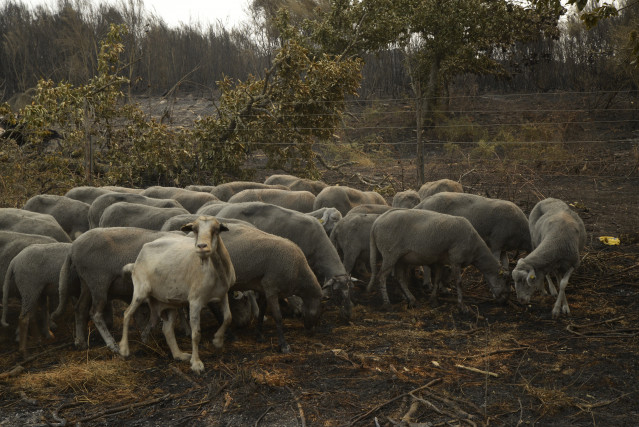 Ovejas supervivientes del fuego en A Caridade