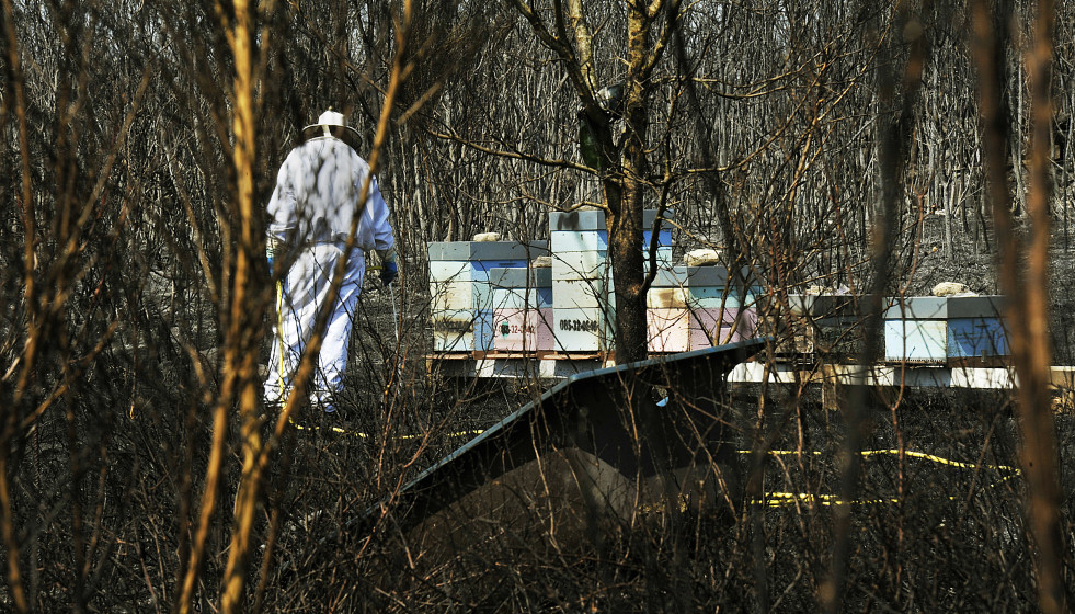 Archivo - Un apicultor revisa y riega sus colmenas junto a una zona quemada por el incendio de Cualedro (Ourense) en 2020. Foto de archivo.