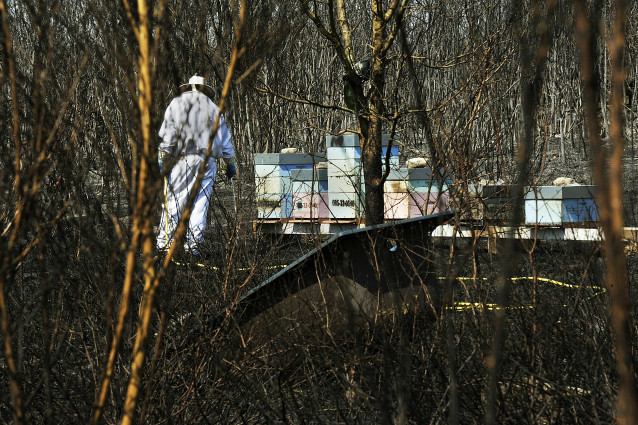 Archivo - Un apicultor revisa y riega sus colmenas junto a una zona quemada por el incendio de Cualedro (Ourense) en 2020. Foto de archivo.