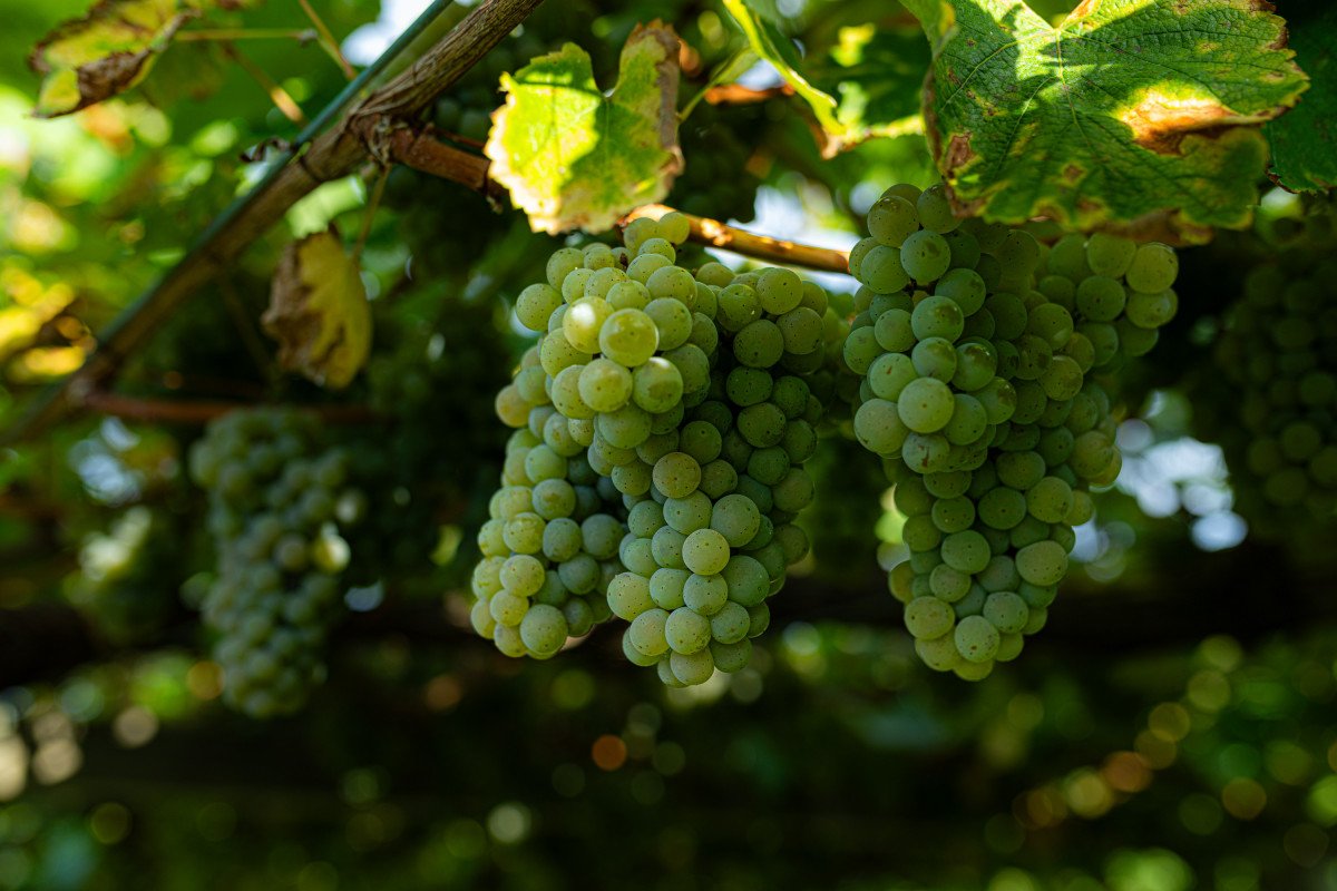 Archivo - Varias uvas colgando de una parra en una de las fincas de la bodega Señorío de Sobral, a 8 de septiembre de 2023, en Cambados, Pontevedra, Galicia (España). La Denominación de Origen Rí