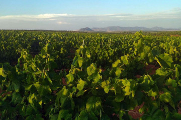 Archivo - Una plantación de viñedo.