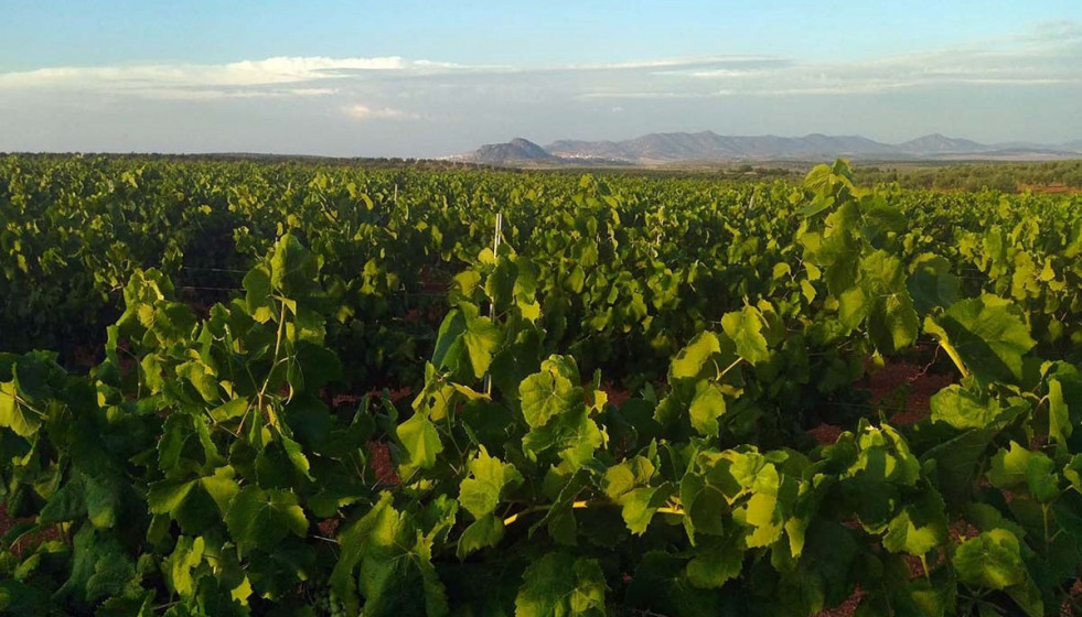 Archivo - Una plantación de viñedo.