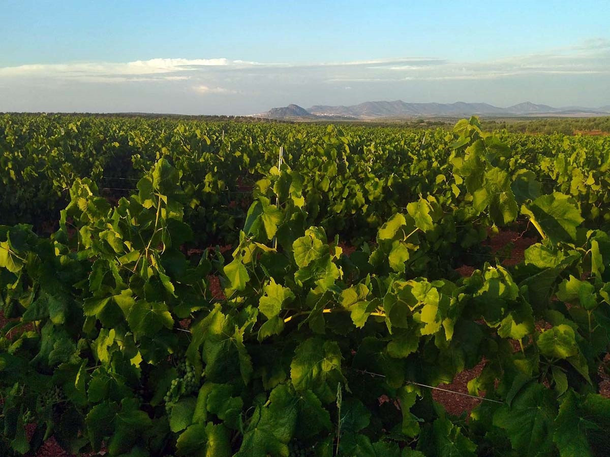 Archivo - Una plantación de viñedo.