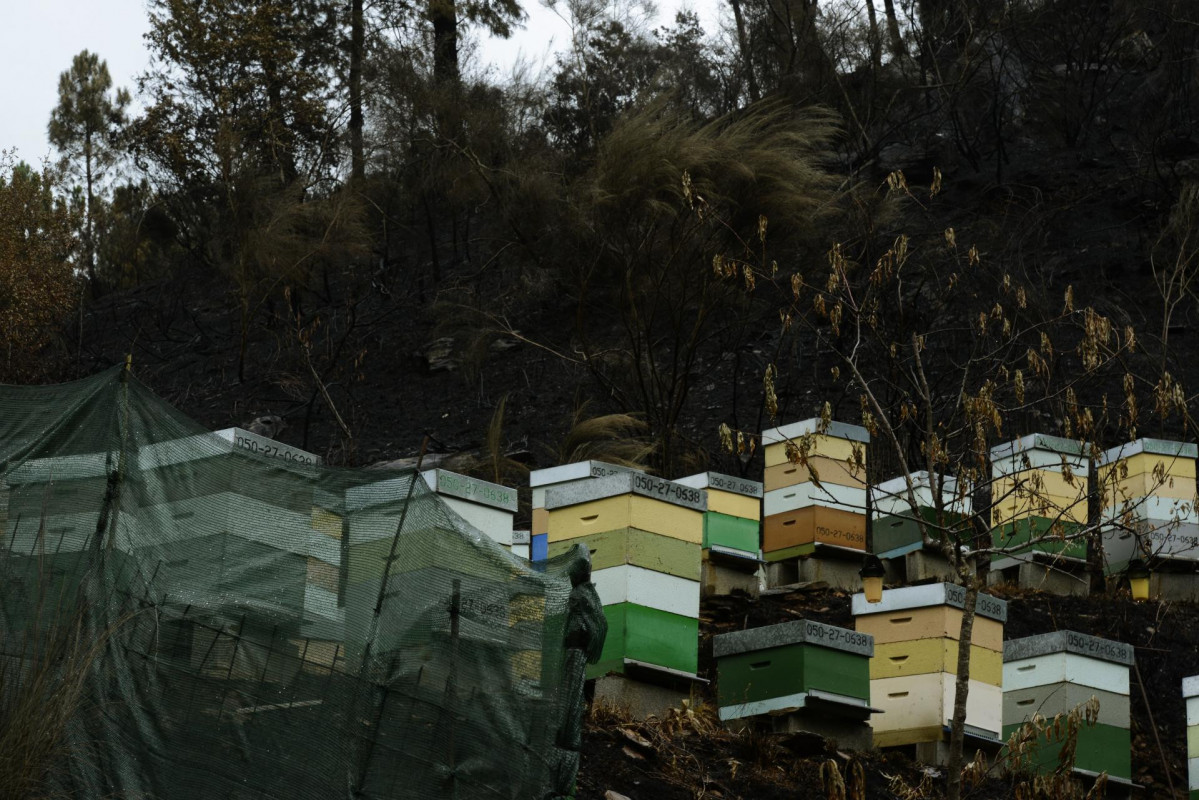 Varias colmenas de la parroquia de Rairós, perteneciente al municipio de Ribas de Sil, a 9 de septiembre de 2021, en Ribas de Sil, Lugo, Galicia (España). El incendio declarado en la parroquia de Ri