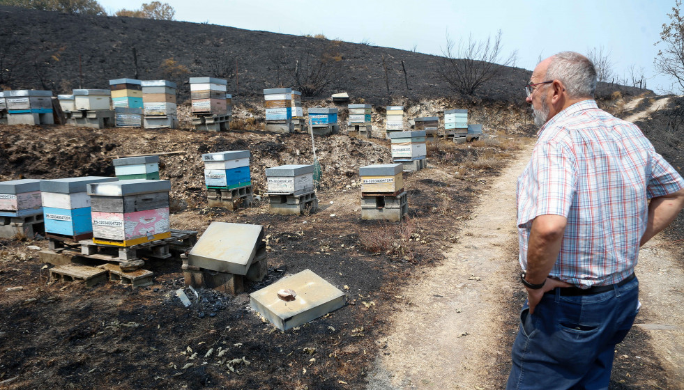 El alcalde de A Gudiña, Néstor Ogando, visita sus colmenas quemadas por los incendios