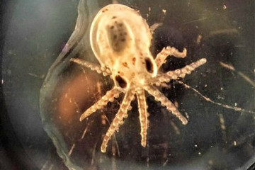 Larva de pulpo en una imagen del CSIC