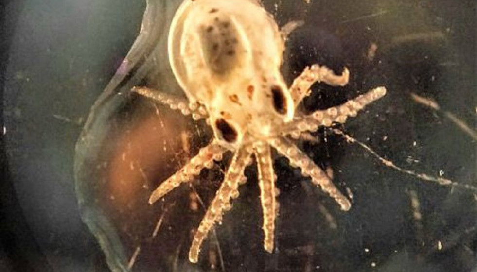 Larva de pulpo en una imagen del CSIC