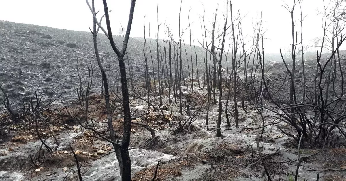 Escorrentu00eda en un bosque quemado